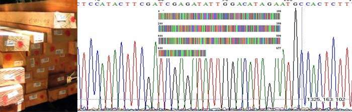DNA Barcoding and Timber Forensics at KFRI