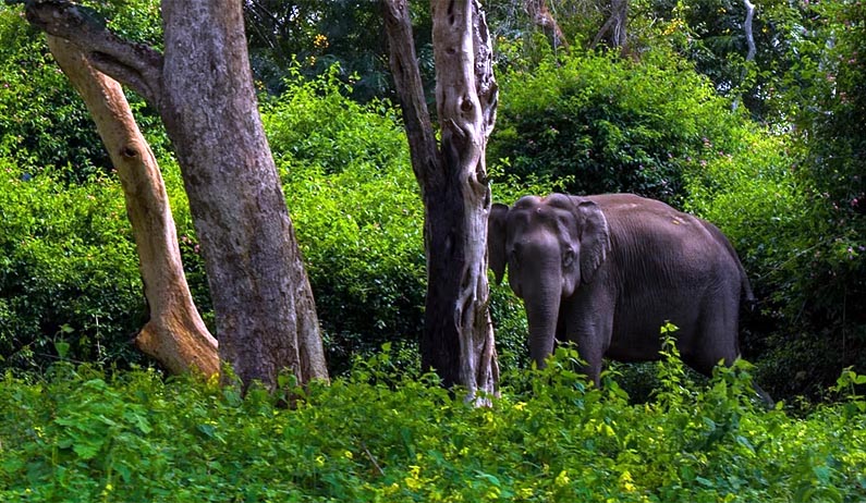 Forest Ecology & Biodiversity Conservation Division, KFRI