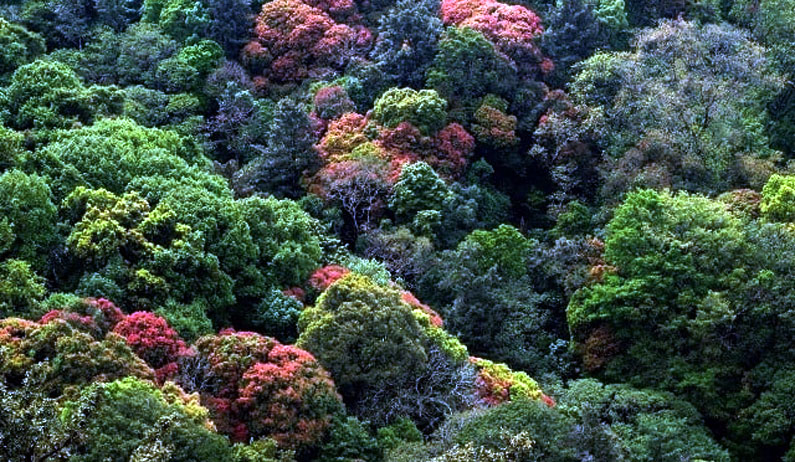 Forest Ecology  Department, KFRI