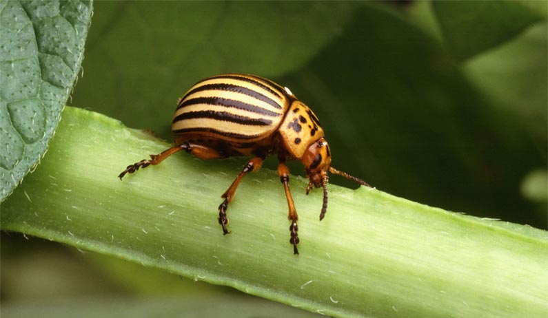 Forest Entomology Department, KFRI