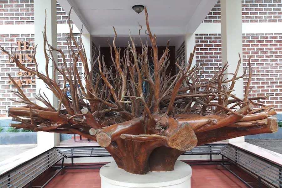 The extensive root system of a 55- year- old teak exhibited in the portico