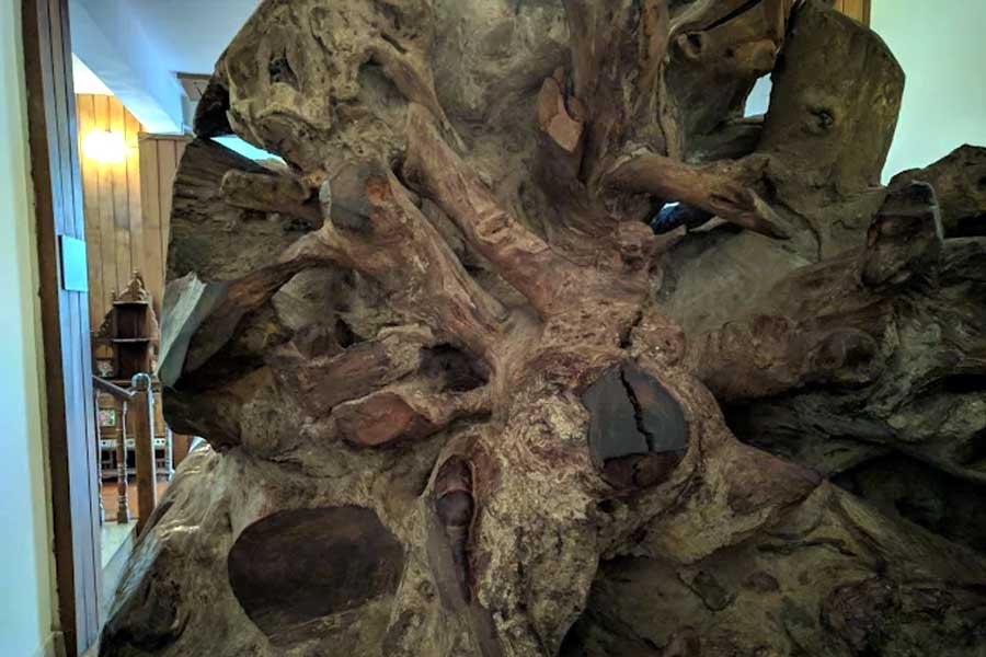 Juxtaposed, a large stump of a 480-year-old teak tree brought from Nagarampara Forest Range (Kottayam)