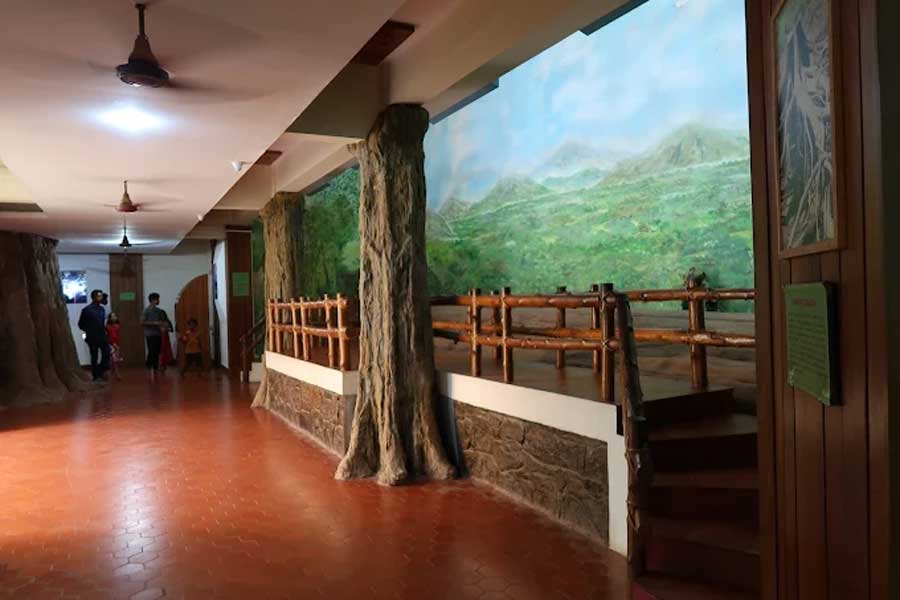 Series of paintings on tree felling operations, collection of photographs depicting the phenological events of teak
