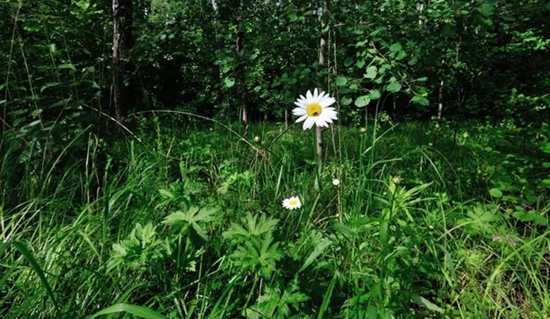 Non-Timber Forest Produces Department, KFRI