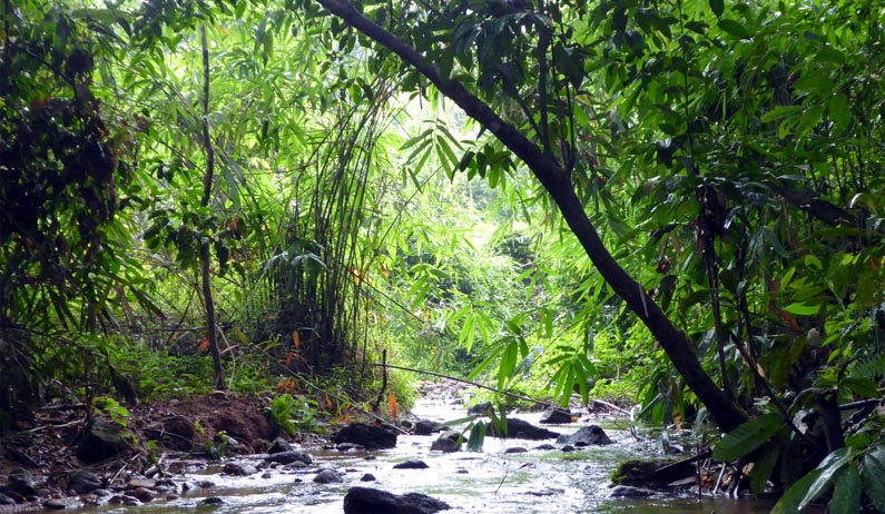 Silviculture Department, KFRI