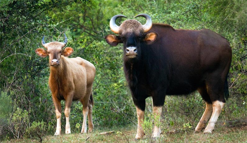 Wildlife Biology Department, KFRI