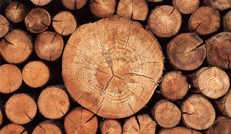 Wood Science and Technology Division, KFRI