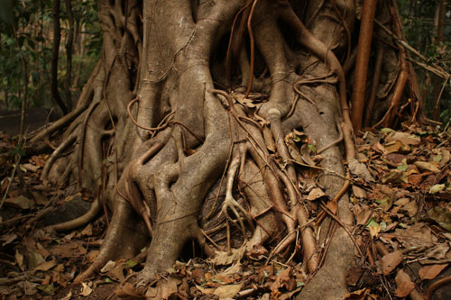 KFRI Arboretum
