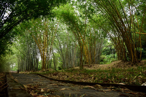 KFRI Bamboosetum