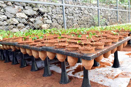 KFRI Nurseries