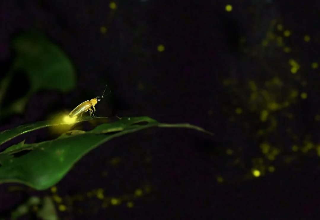 ๐๐ข๐ญ๐ง๐๐ฌ๐ฌ ๐ญ๐ก๐ ๐ฆ๐๐ ๐ข๐ ๐จ๐ ๐ญ๐ก๐ ๐๐ข๐ฅ๐ ๐ข๐ซ๐ข๐ฌ ๐๐ญ ๐ง๐ข๐ ๐ก๐ญ!