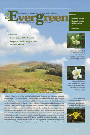 Evergreen (2011-2012)