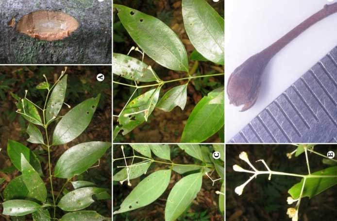 Discovery of Cinnamomum agasthyamalayanum: A Camphor-Scented Tree Endemic to the Southern Western Ghats