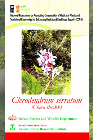 Clerodendrum serratum (Cheru theekk).Medicinal plant