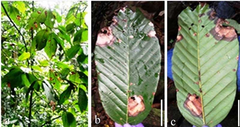 Deadly Fungus Threatens Critically Endangered Tree in the Western Ghats