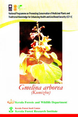 Gmelina arborea (Kumizhu) .Medicinal plant
