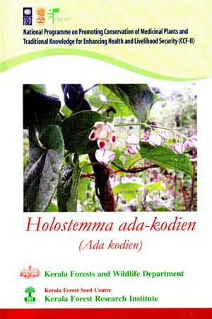 Holostemma ada-kodien (Ada kodien).Medicinal plant