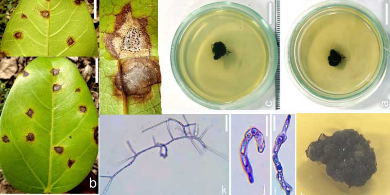 Indian Scientists Discover New Genus of Fungus with Potential for Cancer Treatment