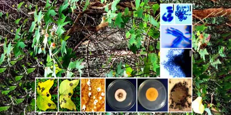 Discovery of Paramyrothecium indicum: A New Phytopathogenic Fungus Identified in Kerala’s Peechi-Vazhani Wildlife Sanctuary