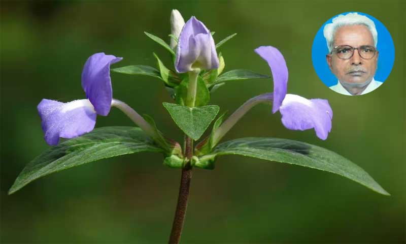 New Fungal Pathogen Paramyrothecium kamalii Identified on Matourea azurea (Amazon Blue) in Kerala