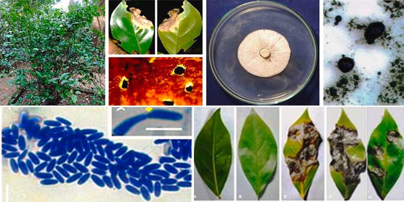 Scientists Discover New Species of Fungus in Kerala: Paramyrothecium travancorense