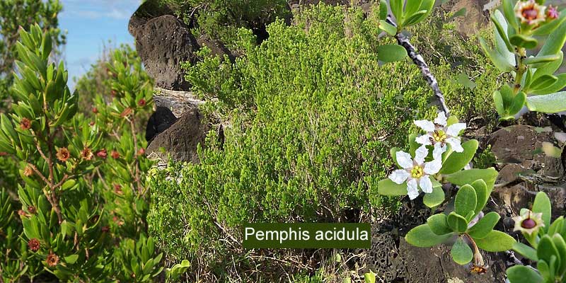 Researchers Discover Six New Plant Species in Lakshadweep Islands