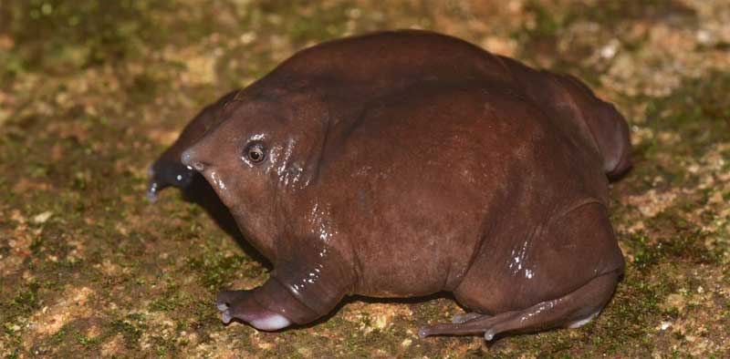 Purple frog, believed to have co-existed with dinosaurs, set to be crowned Kerala’s state amphibian
