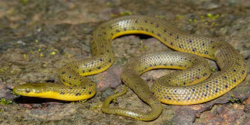 New Species of Burrowing Snake, Rhabdops aquaticus, Discovered in the North of the Western Ghats