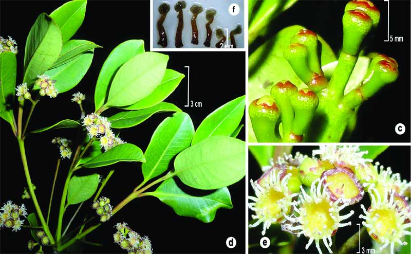 KFRI Scientists Discover Syzygium sahyadricum, a New Myrtle Species from the Western Ghats