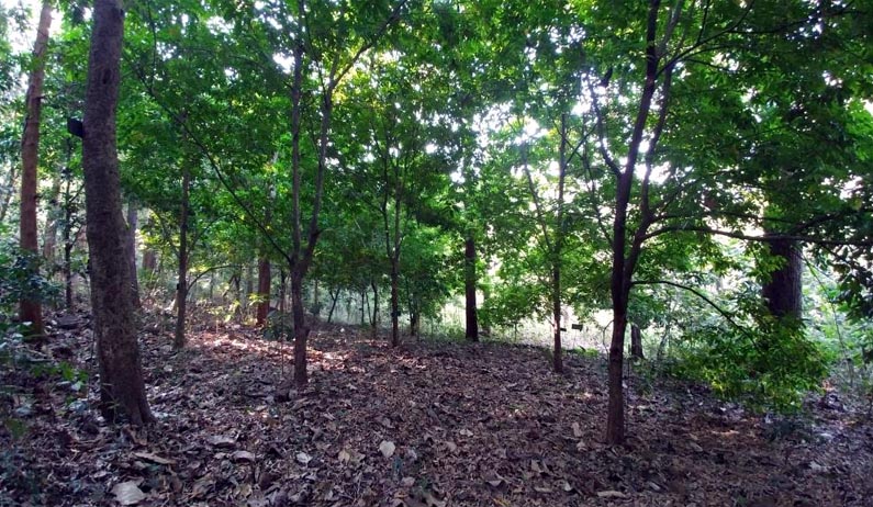Arboretum