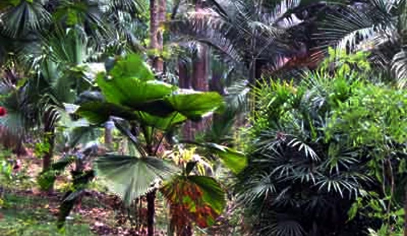Cane and Palmetum