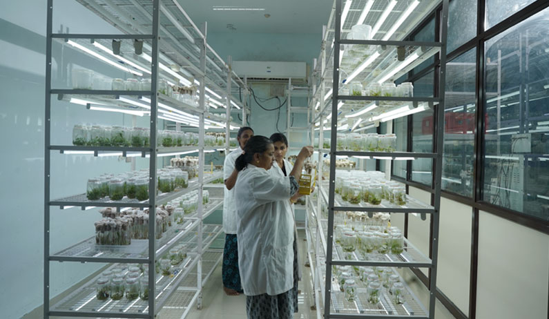 Tissue Culture KFRI