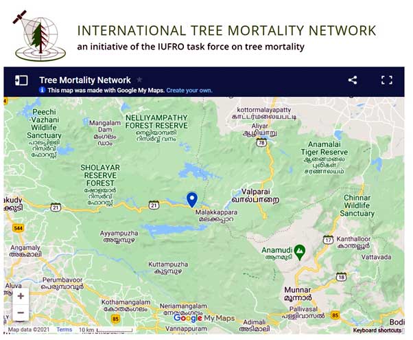 Tree Mortality Notwork