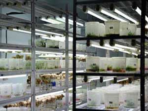 Tissue Culture Lab